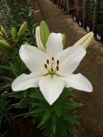 [5103 Parrano VH No01.JPG]